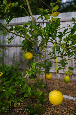 florida vacation travel photographer sergei belski photo