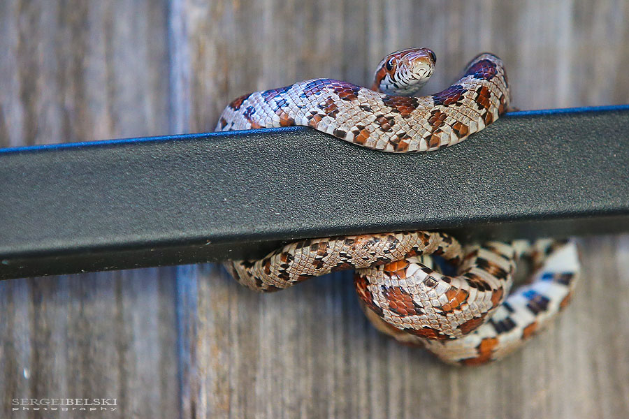 florida vacation travel photographer sergei belski photo