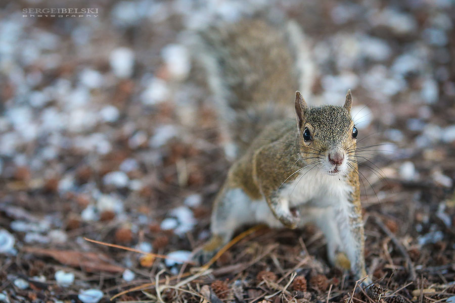 florida vacation travel photographer sergei belski photo