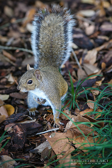 florida vacation travel photographer sergei belski photo