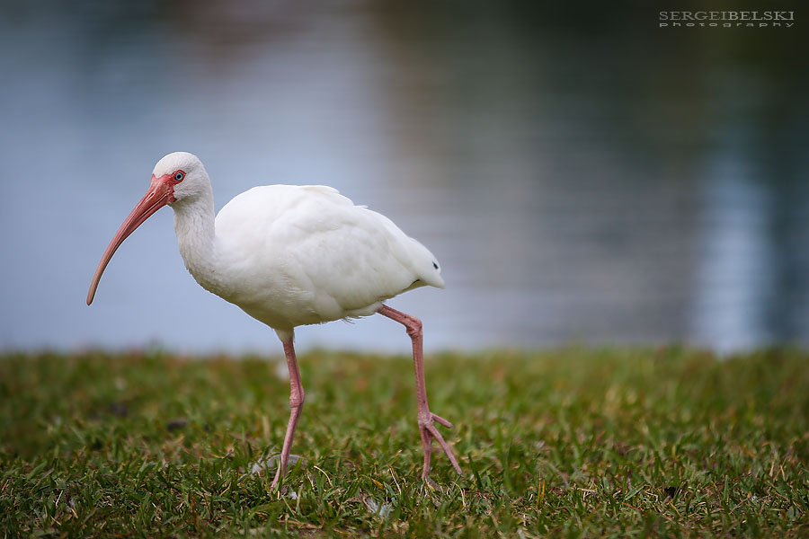 florida vacation travel photographer sergei belski photo