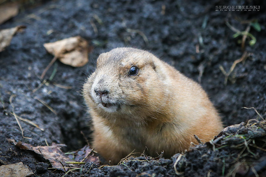 calgary zoo animals photographer sergei belski photo
