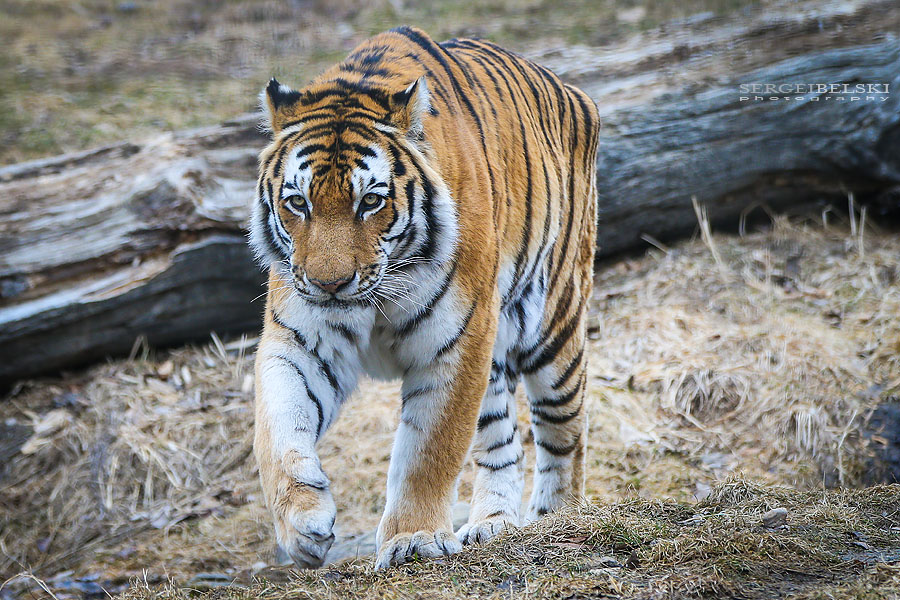 calgary zoo animals photographer sergei belski photo