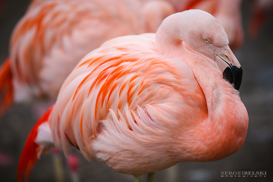 calgary zoo animals photographer sergei belski photo