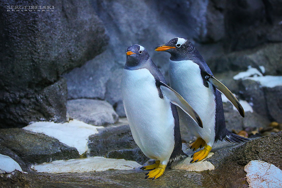 calgary zoo animals photographer sergei belski photo