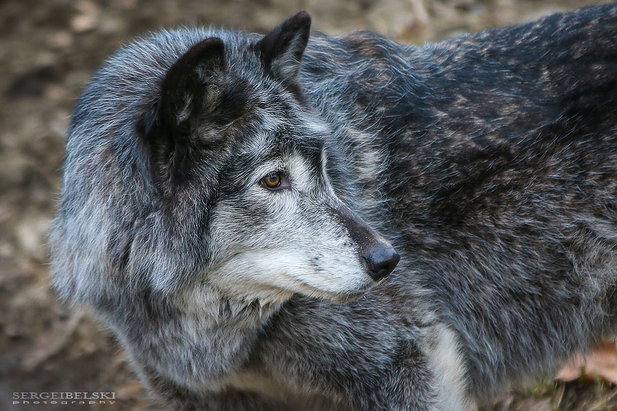 calgary zoo animals photographer sergei belski photo