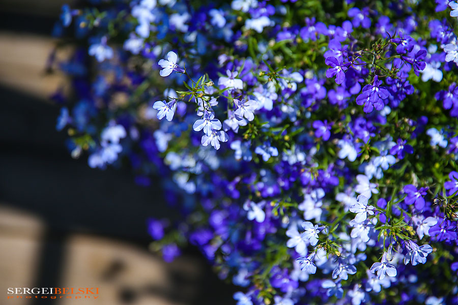 calgary wedding photographer sergei belski photo
