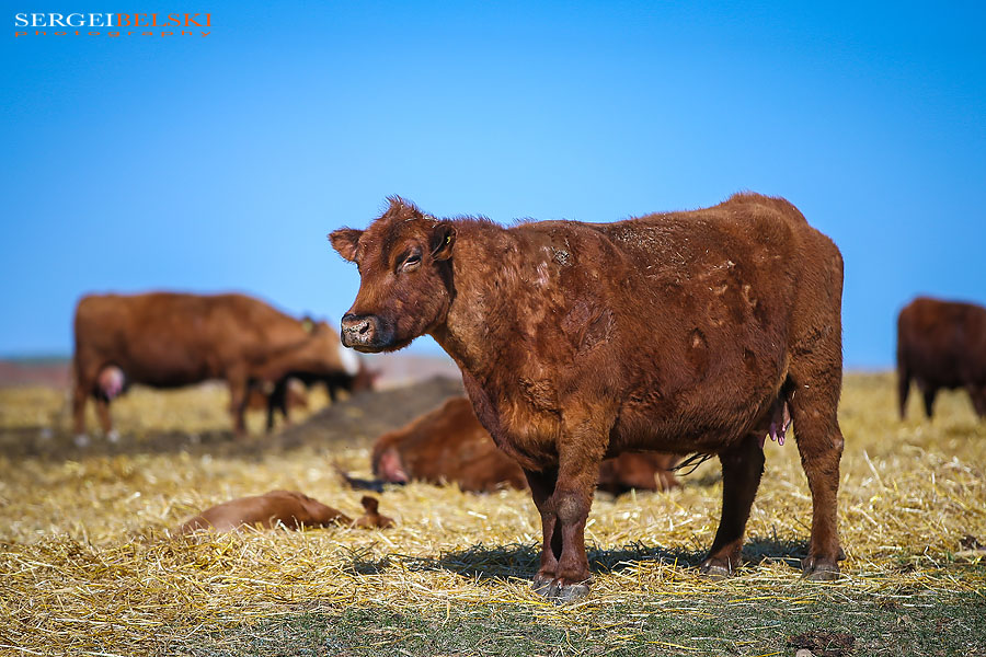 my vespa adventures photo
