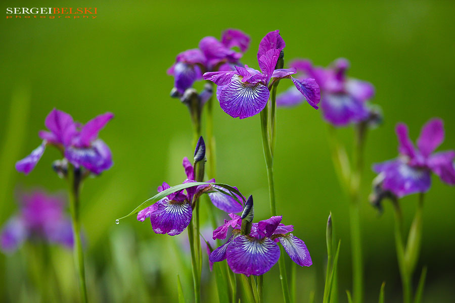 calgary zoo animals photographer sergei belski photo