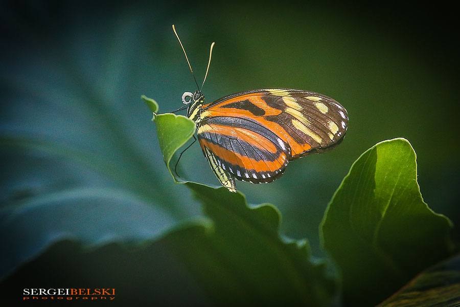 calgary zoo animals photographer sergei belski photo