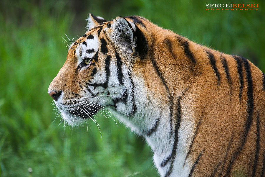 calgary zoo animals photographer sergei belski photo