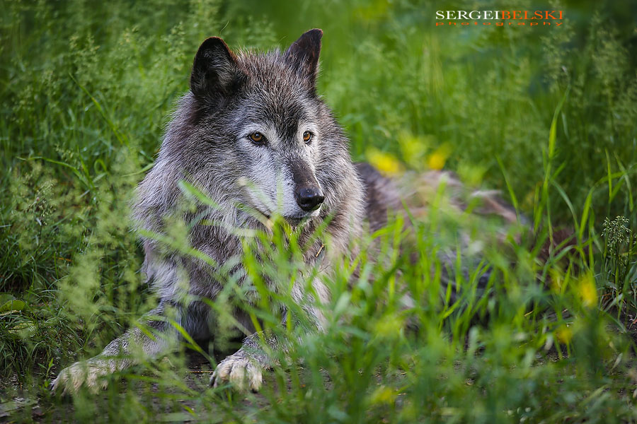 calgary zoo animals photographer sergei belski photo