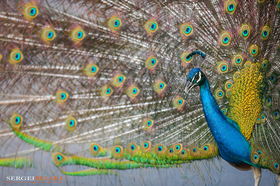calgary zoo animals photographer sergei belski photo