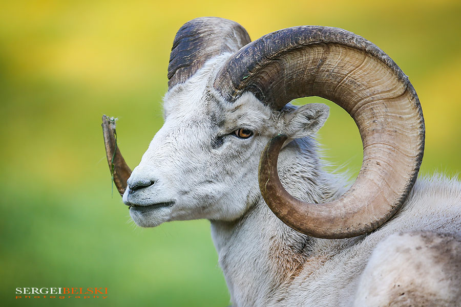 calgary zoo animals photographer sergei belski photo