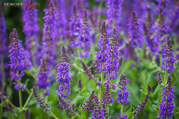 calgary zoo animals photographer sergei belski photo