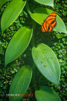 calgary zoo animals photographer sergei belski photo