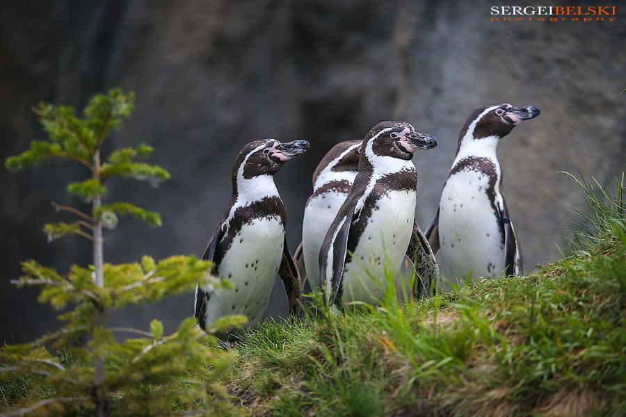 calgary zoo animals photographer sergei belski photo