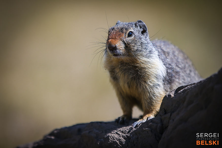 banff alberta sergei belski photo