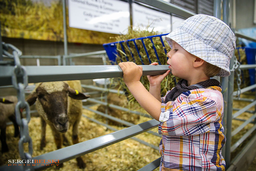 stampede calgary sergei belski photo