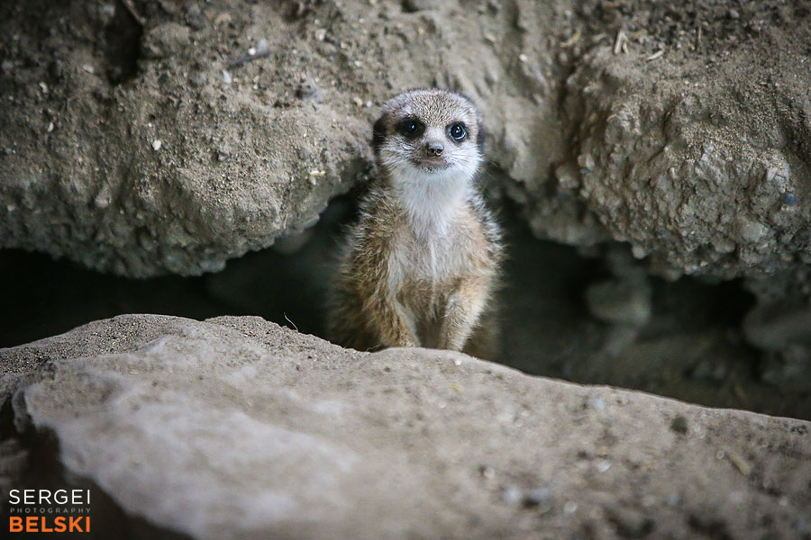 calgary zoo animals photographer sergei belski photo