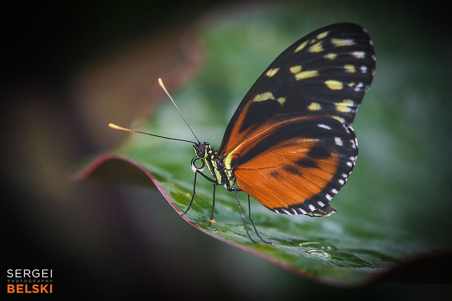 calgary zoo animals photographer sergei belski photo
