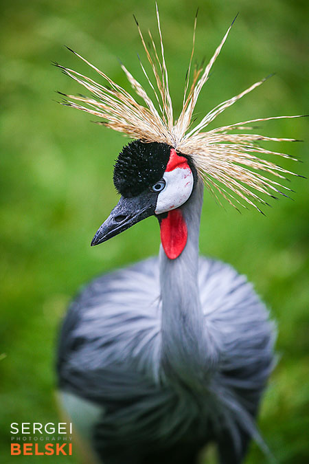 calgary zoo animals photographer sergei belski photo