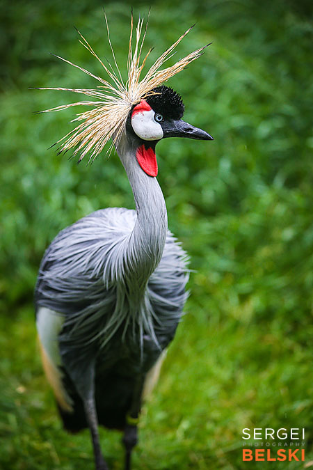 calgary zoo animals photographer sergei belski photo