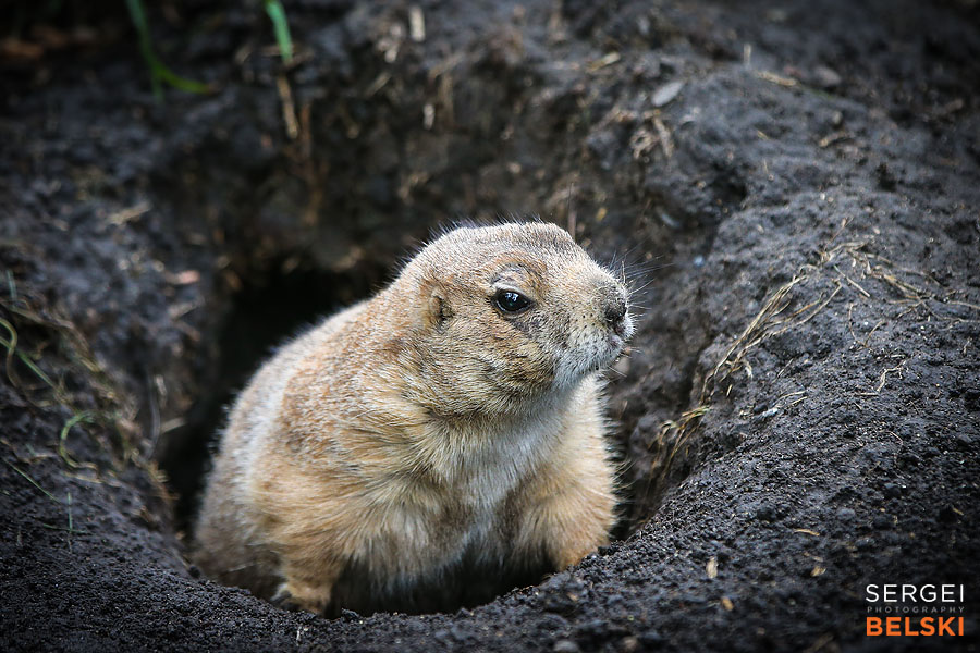 calgary zoo animals photographer sergei belski photo