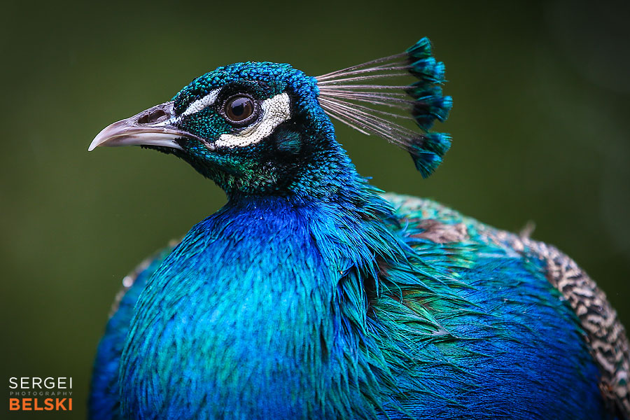 calgary zoo animals photographer sergei belski photo