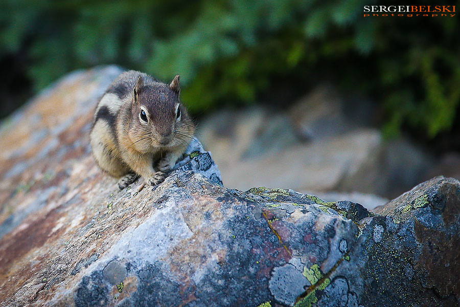 engagement portraits sergei belski photo