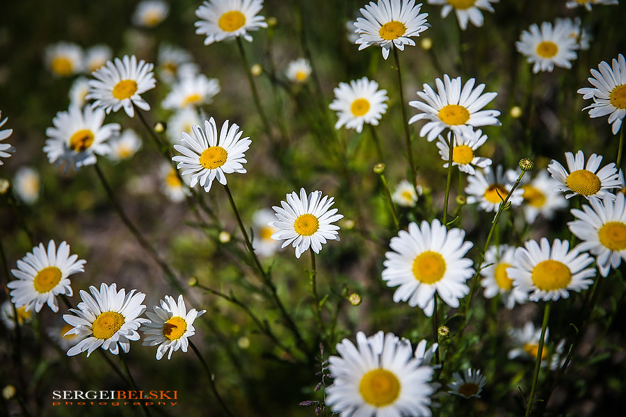 my vespa adventures photo