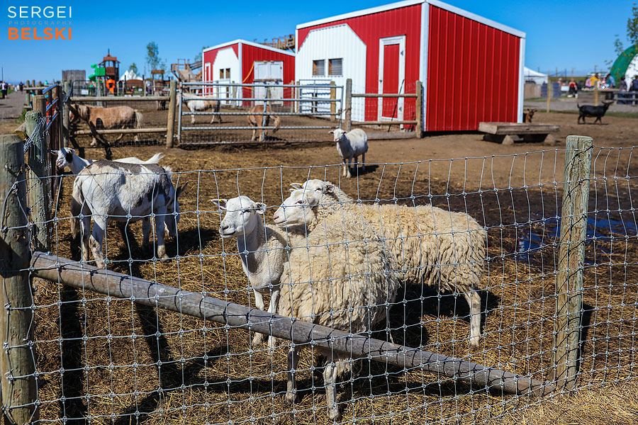 corn maze fun event photographer sergei belski photo