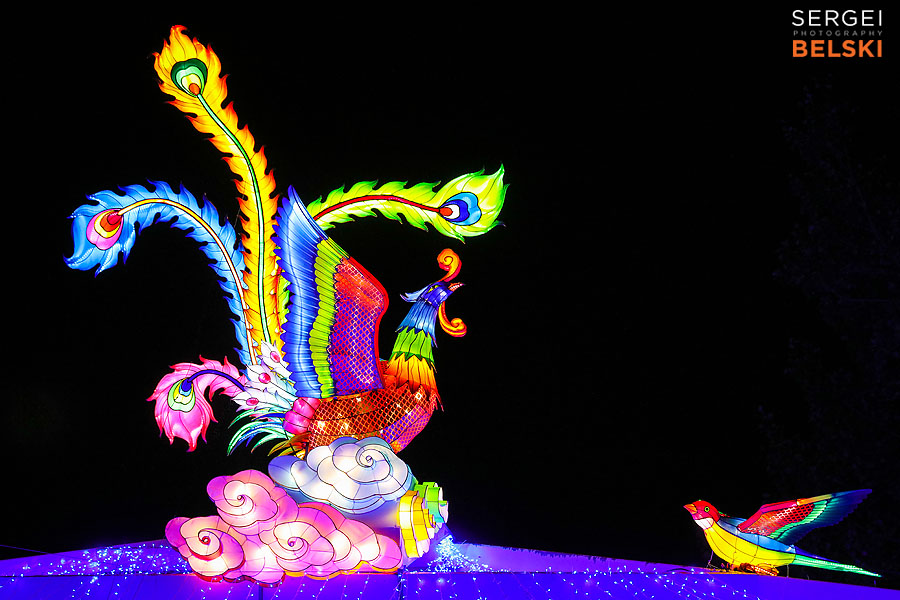 calgary zoo illuminasia event photographer sergei belski photo