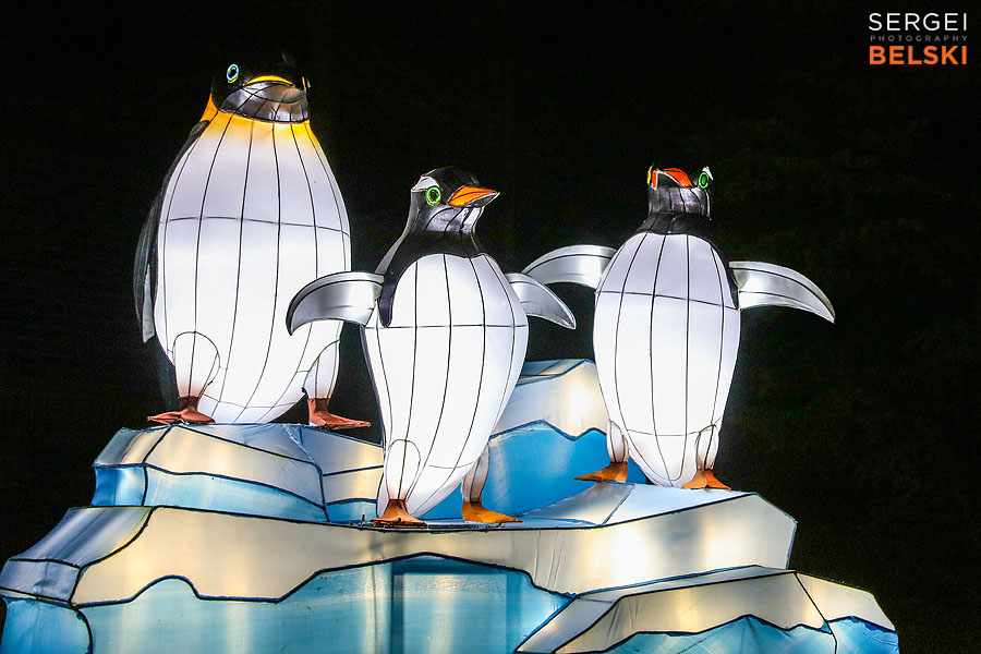 calgary zoo illuminasia event photographer sergei belski photo