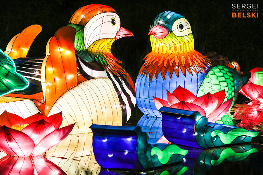 calgary zoo illuminasia event photographer sergei belski photo