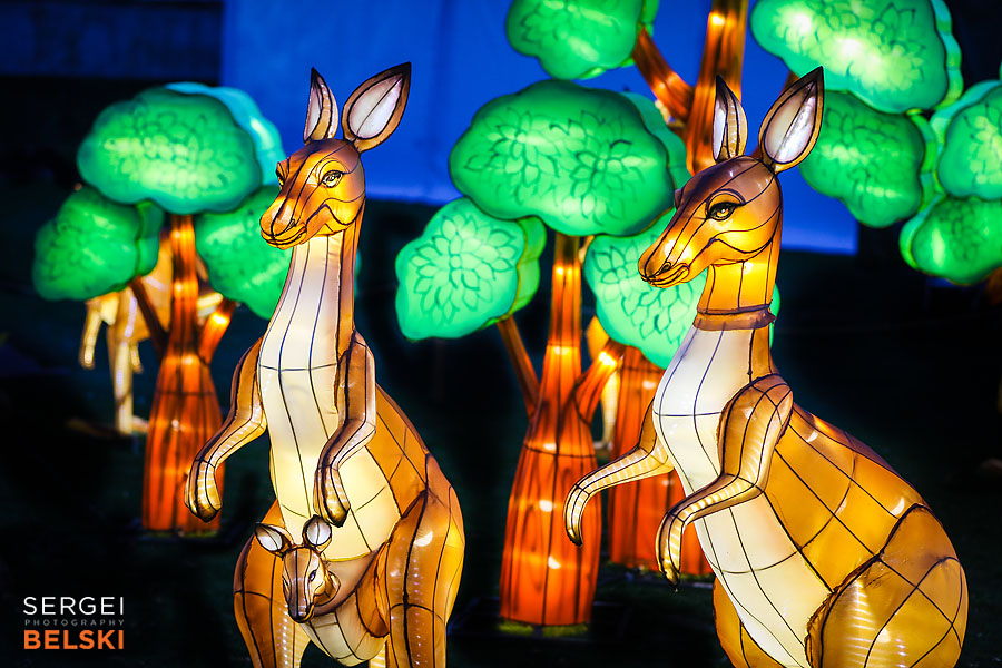 calgary zoo illuminasia event photographer sergei belski photo