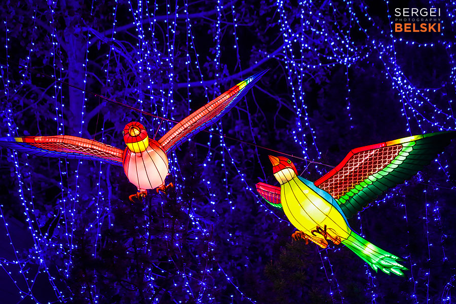 calgary zoo illuminasia event photographer sergei belski photo