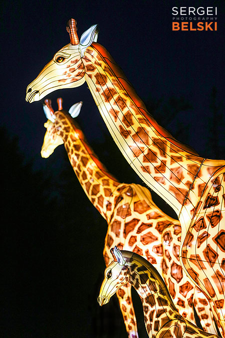 calgary zoo illuminasia event photographer sergei belski photo