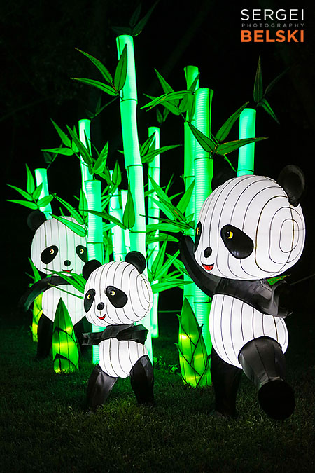 calgary zoo illuminasia event photographer sergei belski photo