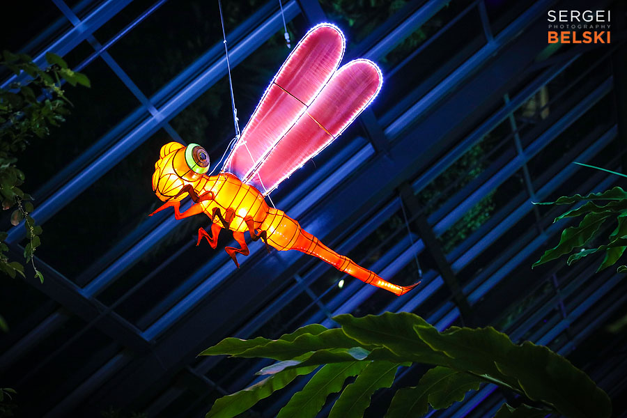 calgary zoo illuminasia event photographer sergei belski photo