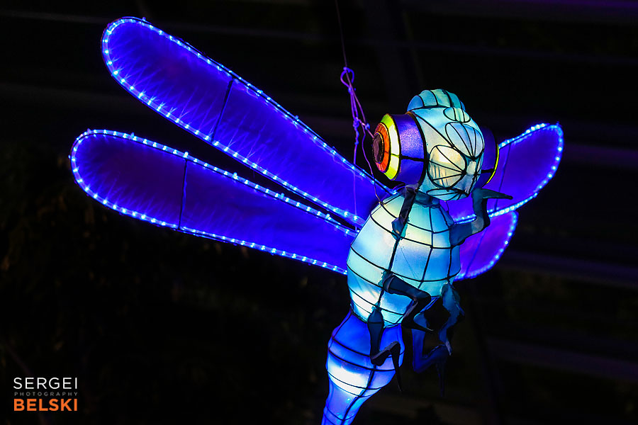 calgary zoo illuminasia event photographer sergei belski photo