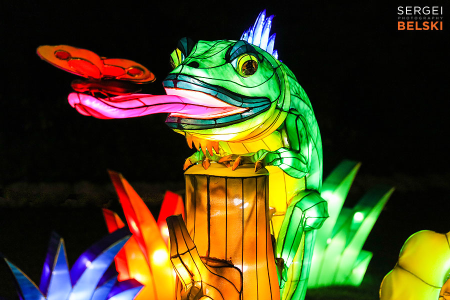 calgary zoo illuminasia event photographer sergei belski photo