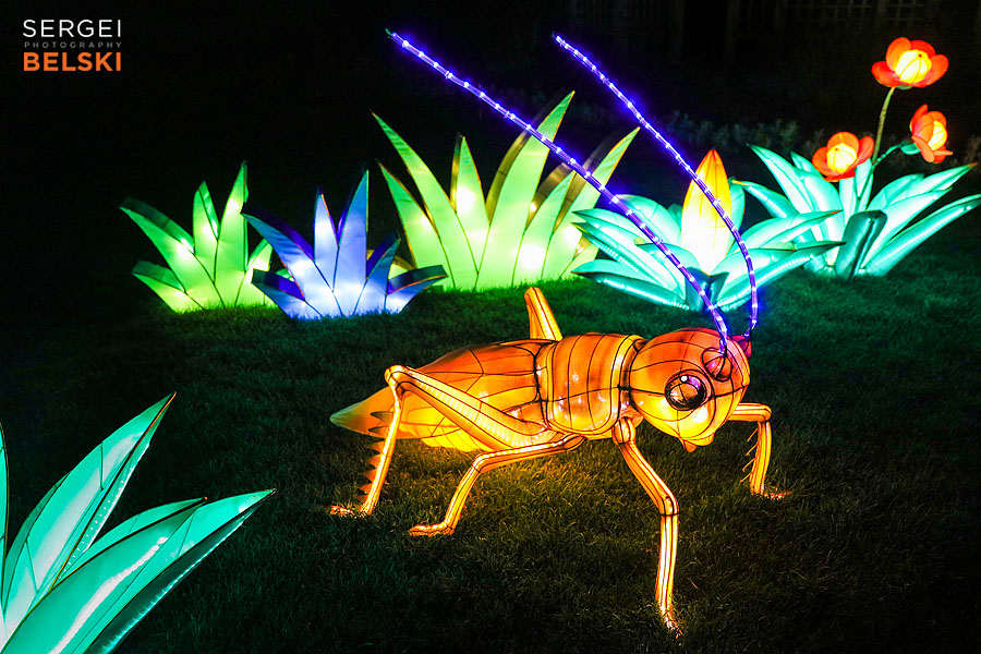 calgary zoo illuminasia event photographer sergei belski photo