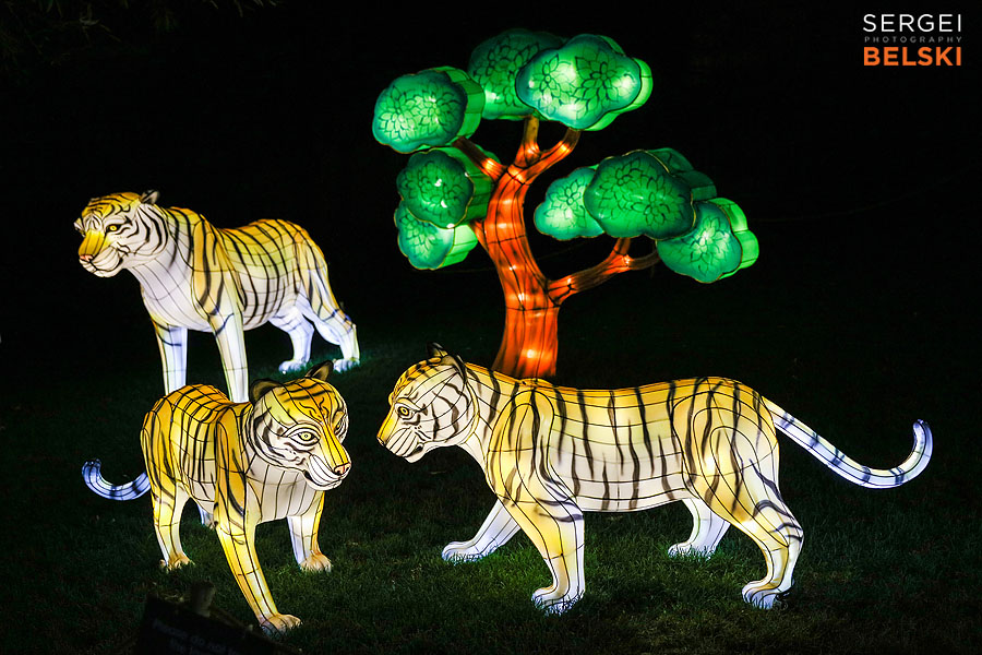 calgary zoo illuminasia event photographer sergei belski photo