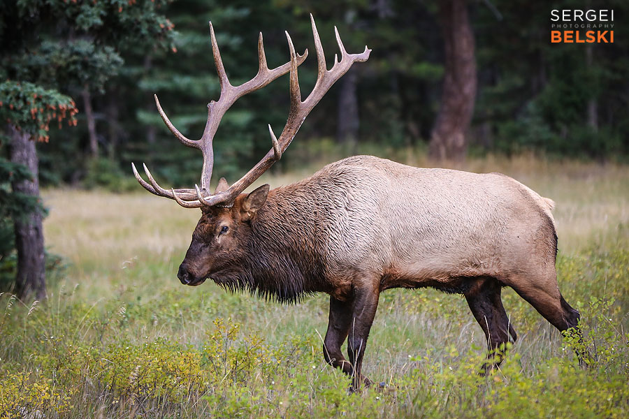jasper photo trip calgary travel photographer sergei belski photo
