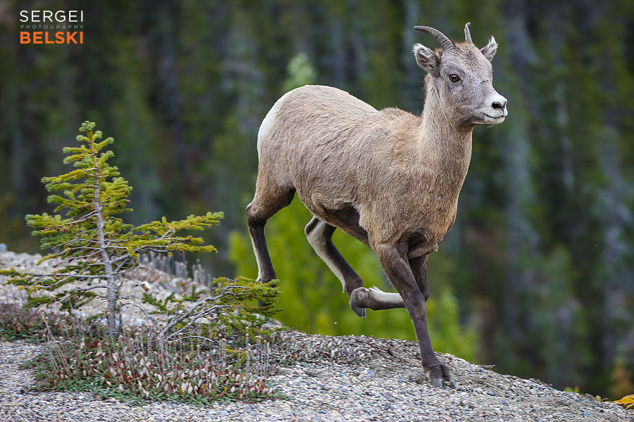 jasper photo trip calgary travel photographer sergei belski photo