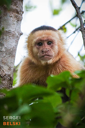 costa rica travel adventures photographer sergei belski photo
