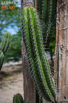 costa rica travel adventures photographer sergei belski photo