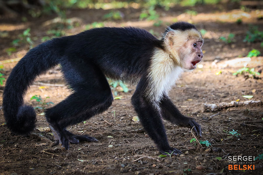 costa rica travel adventures photographer sergei belski photo