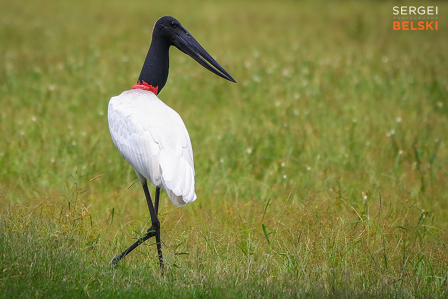 costa rica travel adventures photographer sergei belski photo